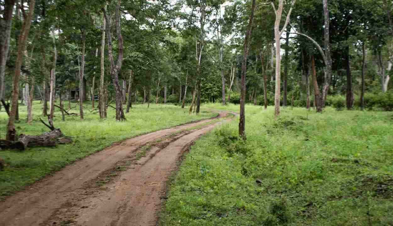 Royal Tiger Safari Tour